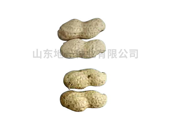 濰花22號果實