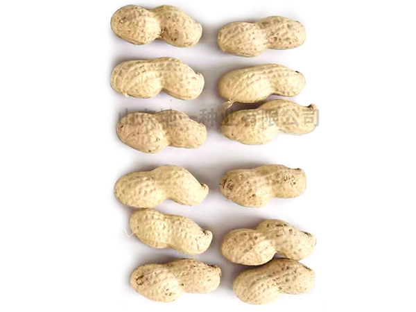 濰花25號果實(shí)